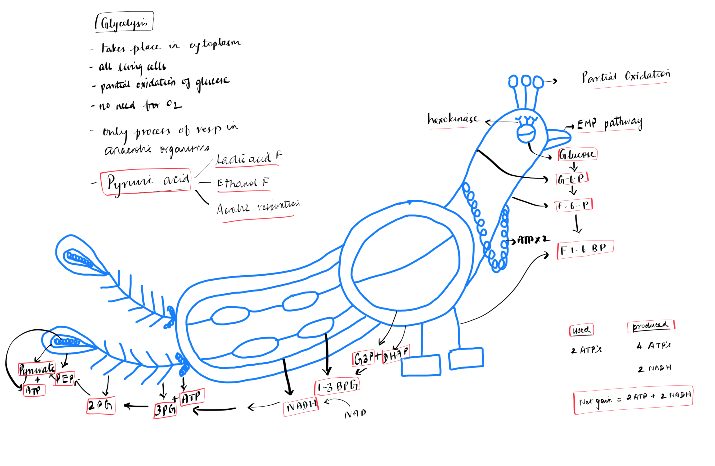 GAMT for glycolysis