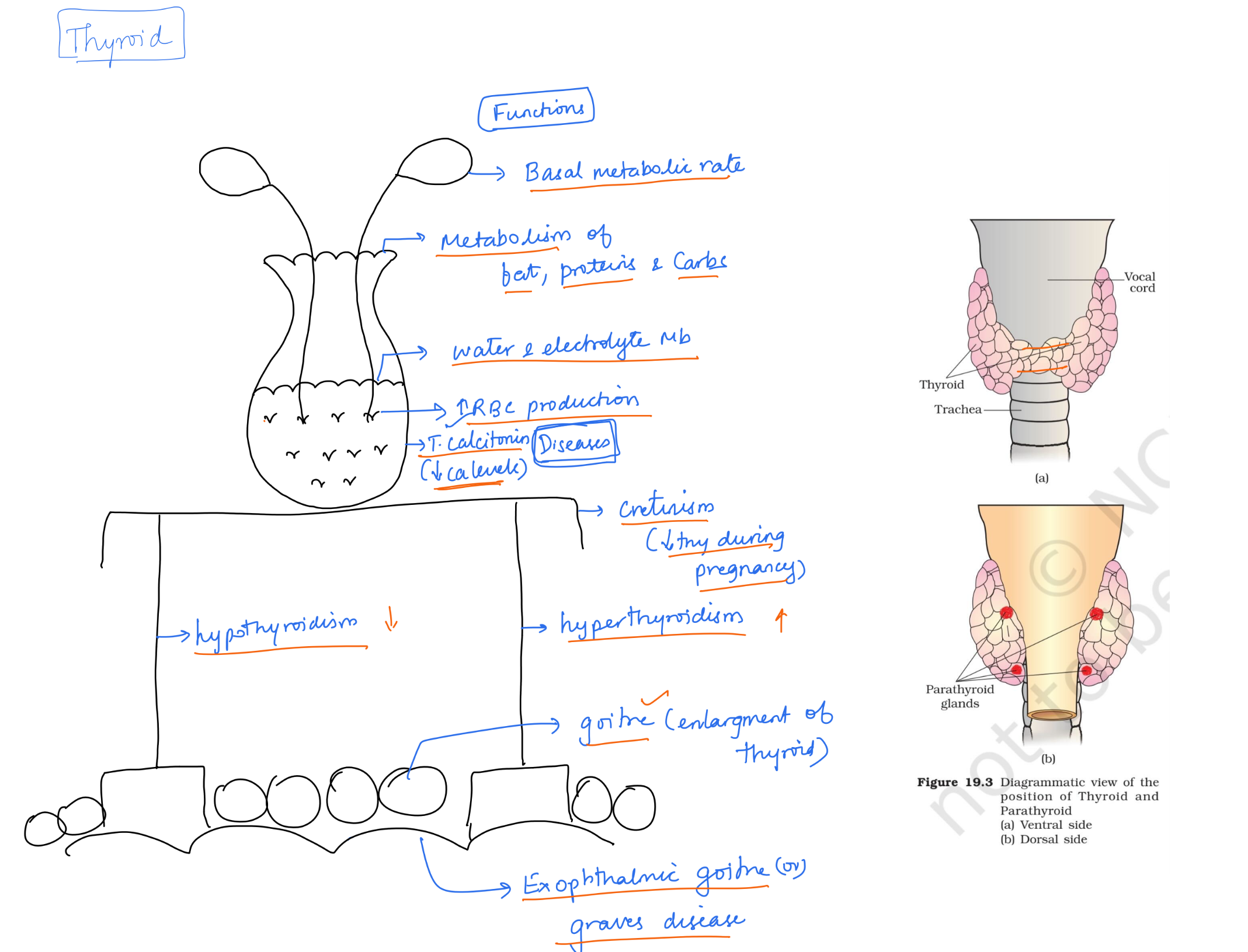 Thyroid for NEET